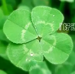  什么是四叶草