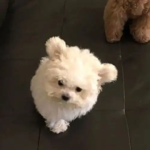  小狗狗头像系列二