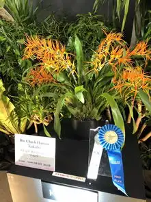  只开1朵大花的拖鞋兰拿下2019年东京世界兰花展首奖