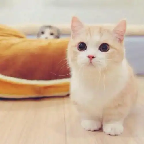  警惕,前方正有一波小猫咪向你袭来