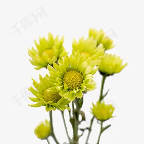  小雏菊菊花绿色鲜花实物拍摄素材图片免费下载千库网