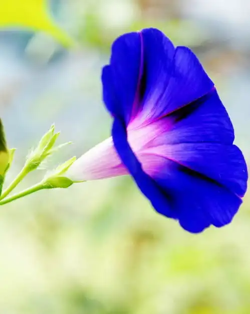  孙成栋牵牛芬芳
