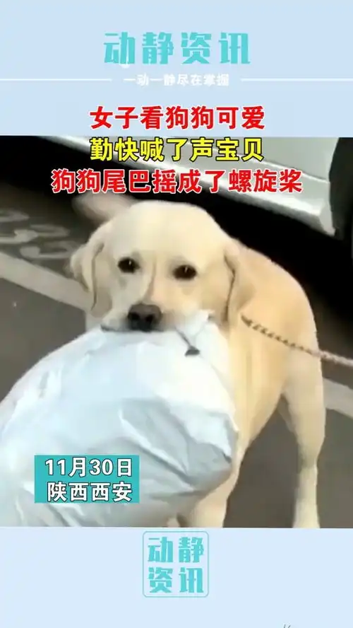  女子看狗狗可爱,勤快喊了声宝贝,狗狗尾巴摇成了螺旋桨可爱狗狗大孩子了也喜欢被夸萌宠