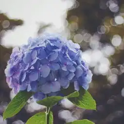  姓邓女孩优雅温柔的名字