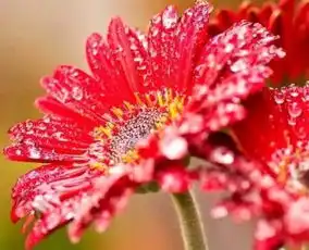 2019新版微信头像花朵最