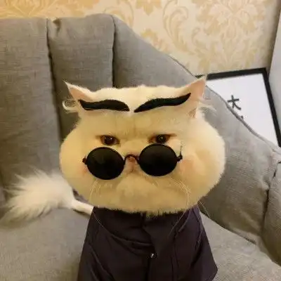 霸气小猫头像超拽冷酷