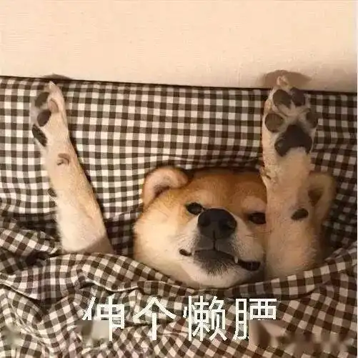  柴犬价格今年能不能降下来