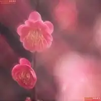  手机头像春暖花开微信头像图片大全