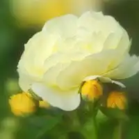 好美的花卉淡雅的花朵,淡然若水的微信头像