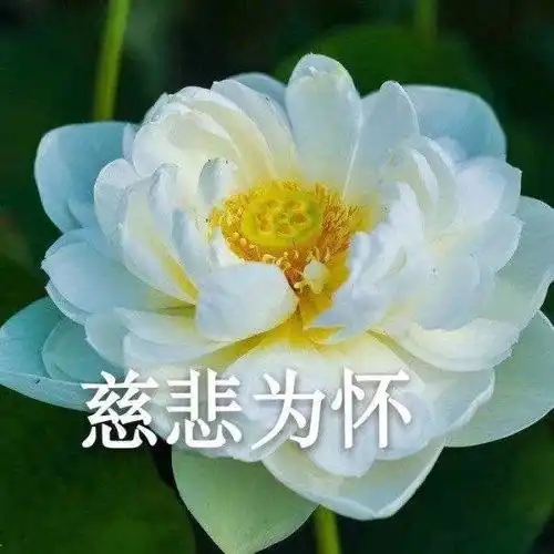  请问有什么不会被父母吐槽的头像