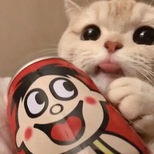 闺蜜双人头像猫咪预售