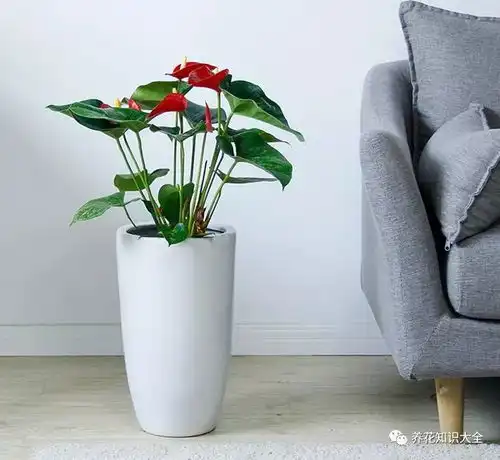  过年家中必有的7种花卉,没买的赶紧入手,快要涨价了