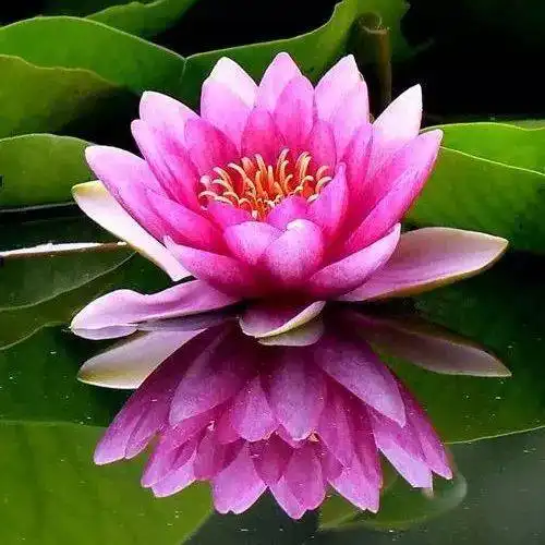  中老年头像大全好看的花朵微信头像图片