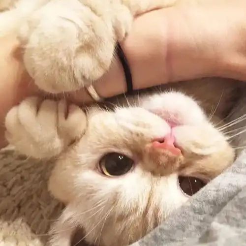  你见过,奶凶的猫猫吗