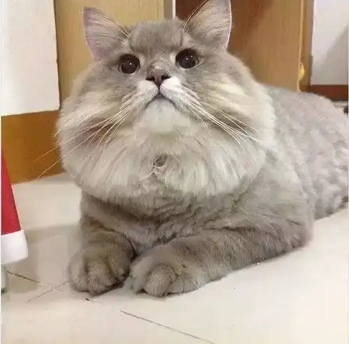 闺蜜双人头像猫咪宠物