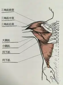  3个肩膀训练动作打造完美健身型男
