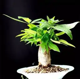 14款大吉大利平安招财的植物,开启2016好兆头