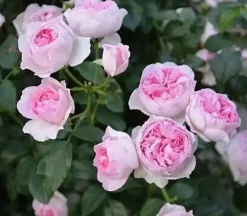  3种花不要随便送人,招财又旺运,高贵大气,养在家一整年好运气
