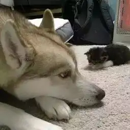  遛猫的哈士奇,认真又帅气