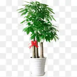 免费下载发财树盆栽图片大全千库网png