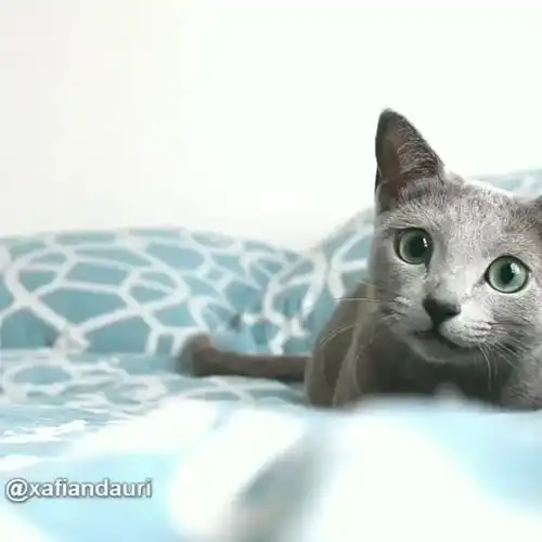  吸猫大会俄罗斯蓝猫姐妹xafiauri