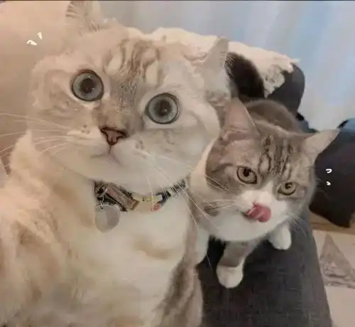  猫咪头像,喜欢喵星人的朋友在哪里