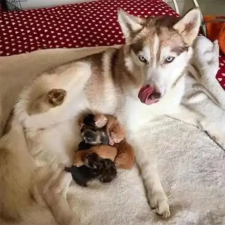  橘猫生了小猫,哈士奇却充当了妈妈的角色,也真是一段奇妙的缘分