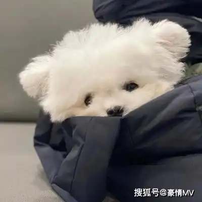  可爱的小猫小狗头像图片