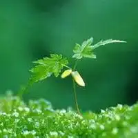  微信头像春天的花草微信头像图片大全