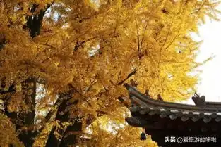  中国绝美的13个千年银杏地,简直美醉成仙,正适合挑一个去扫黄
