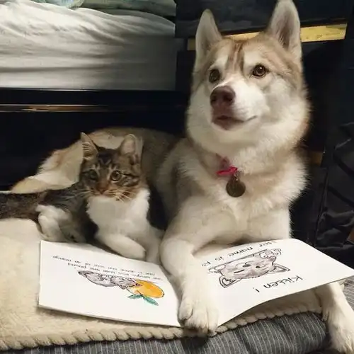  你家的猫狗已经灵魂互换了,吓skr人,你发现了吗