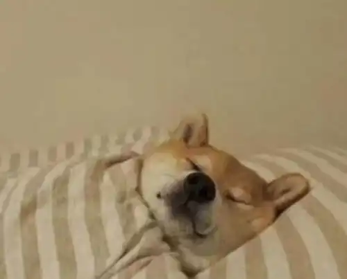  有哪些emo人看了会开心的沙雕文案