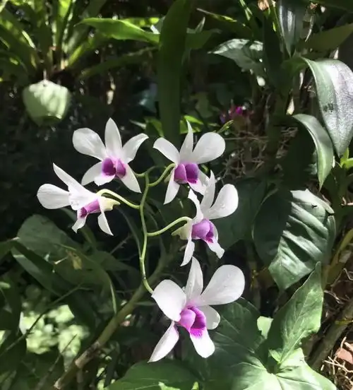 微信头像图片风景兰草