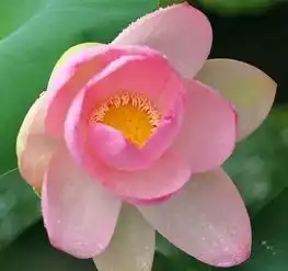  精挑细选的花草微信头像