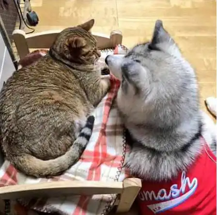  主子给猫咪买新床,哈士奇却一脸羡慕,一头钻进猫咪怀里蹭睡