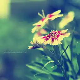幸运草头像小清新图片情