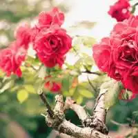  微信头像花朵大全微信头像图片大全