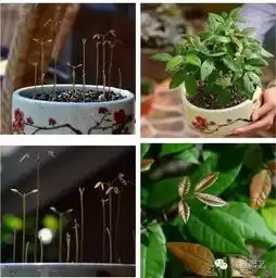  两种水果吃完种下长出绿植