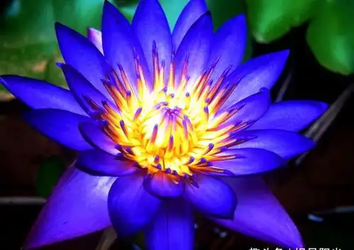  2020年,好运笼罩,财运节节高,事业蒸蒸日上的4大星座