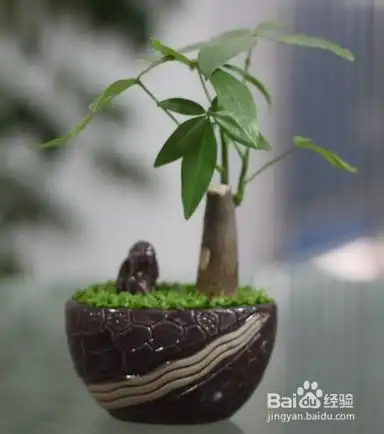  养好富贵树的好方法