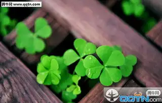  关于四叶草的空间图片素材小清新不爱你的人怎会顾及你