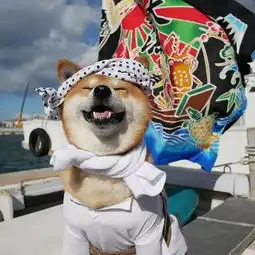  日本一柴犬因为笑容太疗愈而走红网络,网友我2018年的头像都是牠
