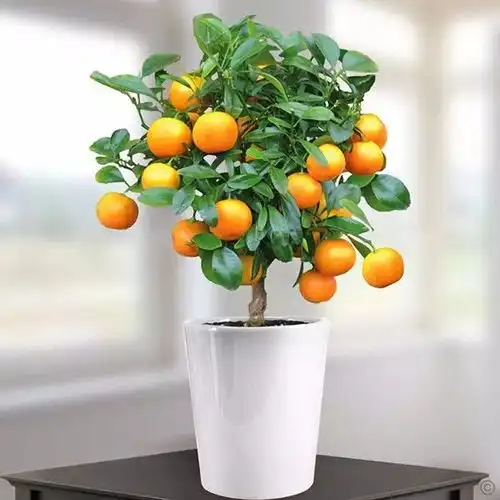  最旺宅的四种绿植,看您家养的有没有