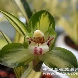  全场包邮黄中透大富贵前垄2苗895