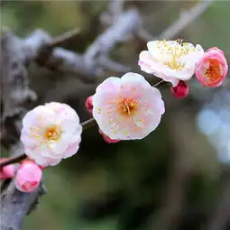  最美花草图片头像微信头像2018唯美风景头像图片微信头像