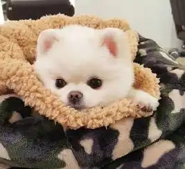 好想把这只博美带回家