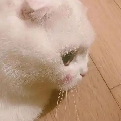  微信头像猫咪图片大全2020年猫微信头像图片