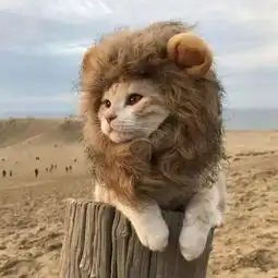  2018年度用猫指南,除了撸和吸,猫还能用来干什么