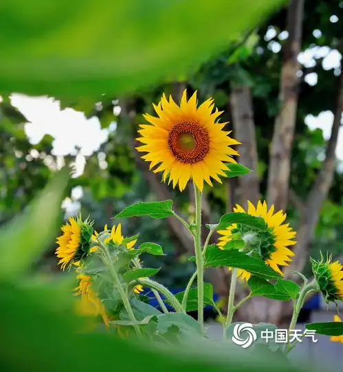  河南汝州向日葵阳光下竞相绽放明媚鲜亮