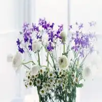  心淡然如菊的头像微信头像图片大全